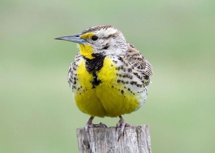 Western meadowlark (copy)
