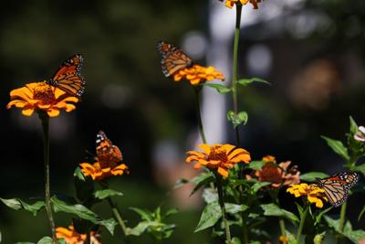 100825-owh-new-monarchs-mm-09.JPG (copy)