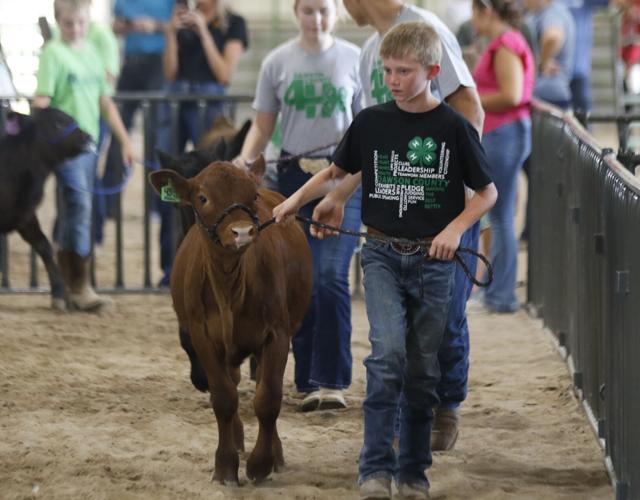Rece Sorensen bucket calf