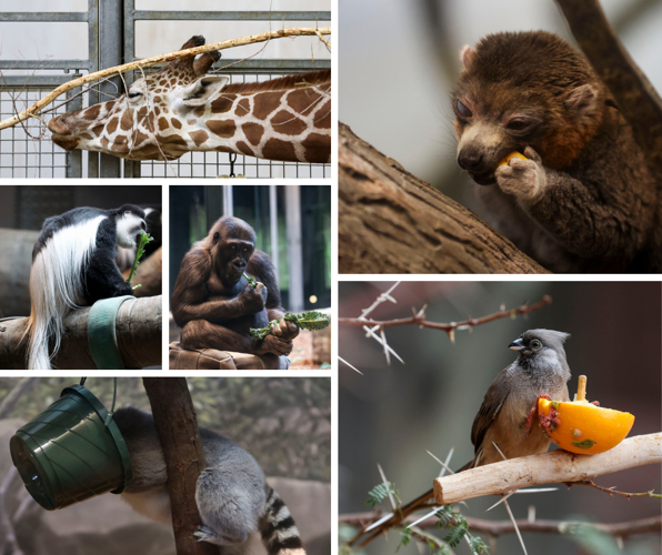 Closing zoo picture