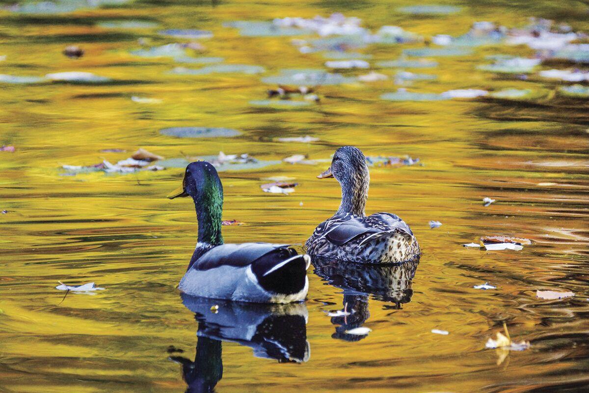 Ducks on water