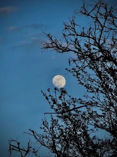 Flower Moon