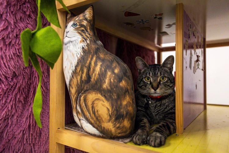 Goodwill Cat Connection, 3.19