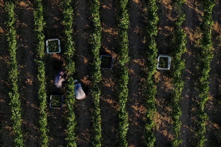 Heatwaves accelerate Champagne grape harvest in France