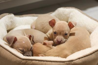 112823-owh-new-puppies-11