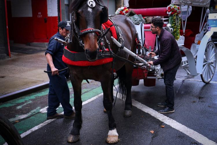 NEW YORK-HORSES/