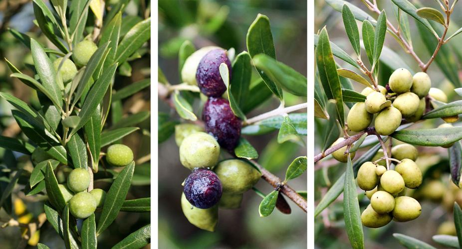 Olive varieties