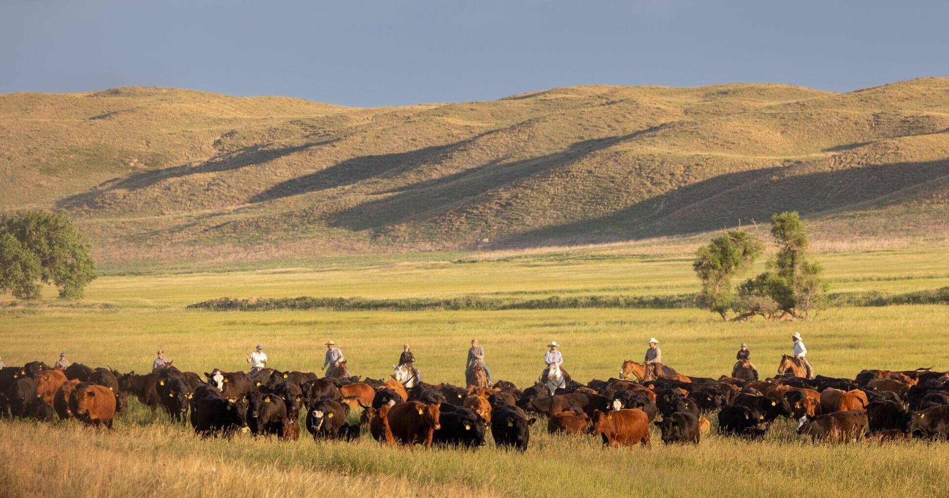 Who's Buying Nebraska? After shopping spree, Mormon church is top land purchaser - Vimarsana News
