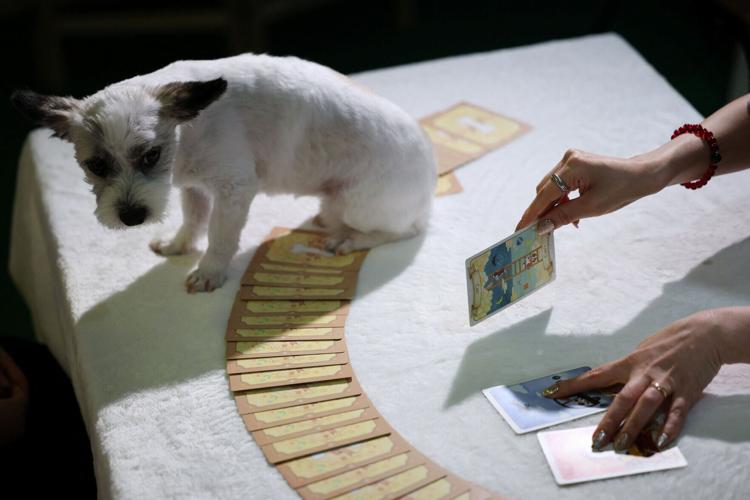 South Korea's pet owners turn to tarot to decode their animals' feelings