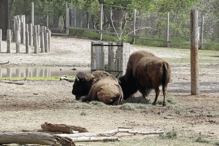 The big little zoo: Riverside Discovery Center brings a world of wildlife to Scottsbluff