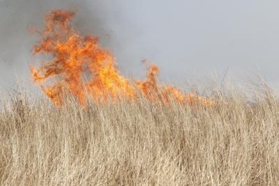 Prescribed burn in Gosper County yields favorable management results