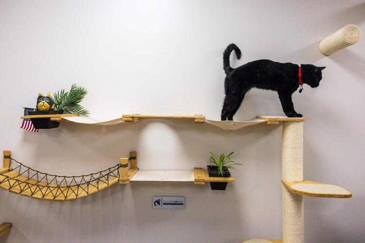 Goodwill Cat Connection, 3.19