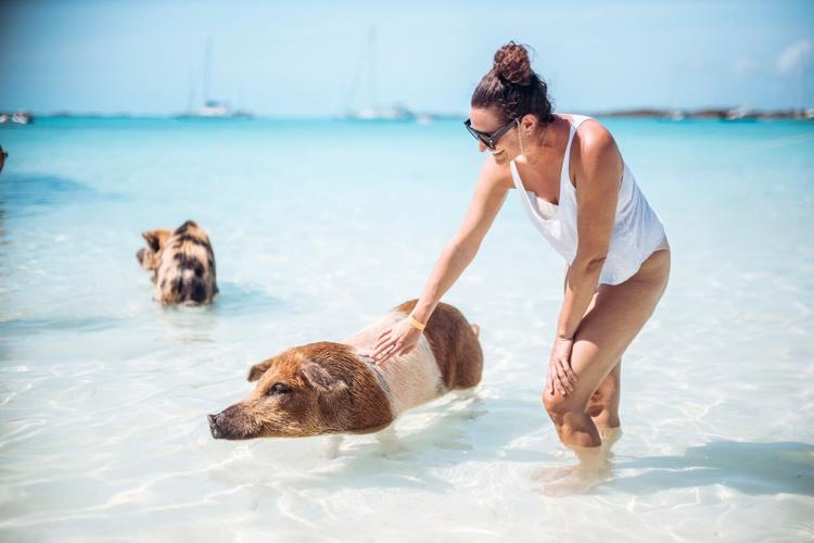 Pig Beach in the Bahamas