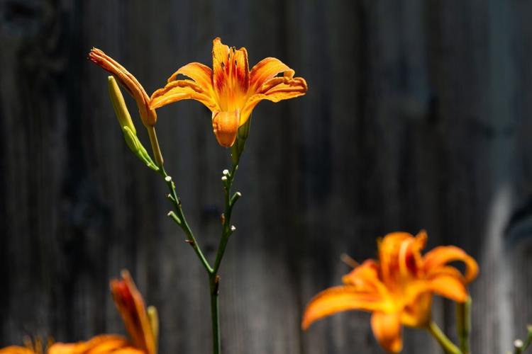 070923-owh-liv-marjgardenco-pic-cm08