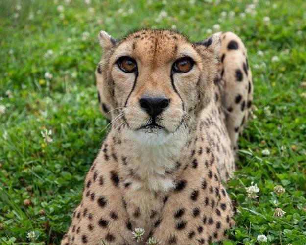 Bella the cheetah, 8.6
