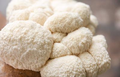 5 medicinal mushrooms that could supercharge your health