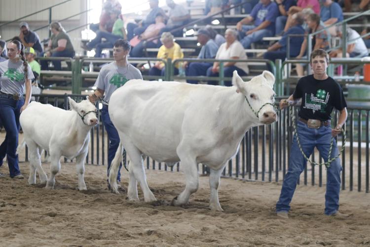 Augustus Barnes cow/calf