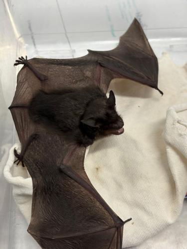 bat2