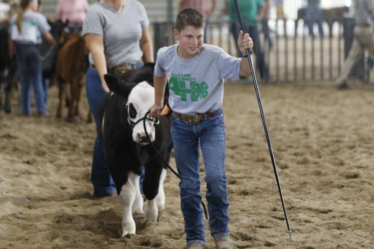 Riggs McConville feeder calf