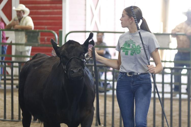 Lorelai Rickertsen cow/calf show
