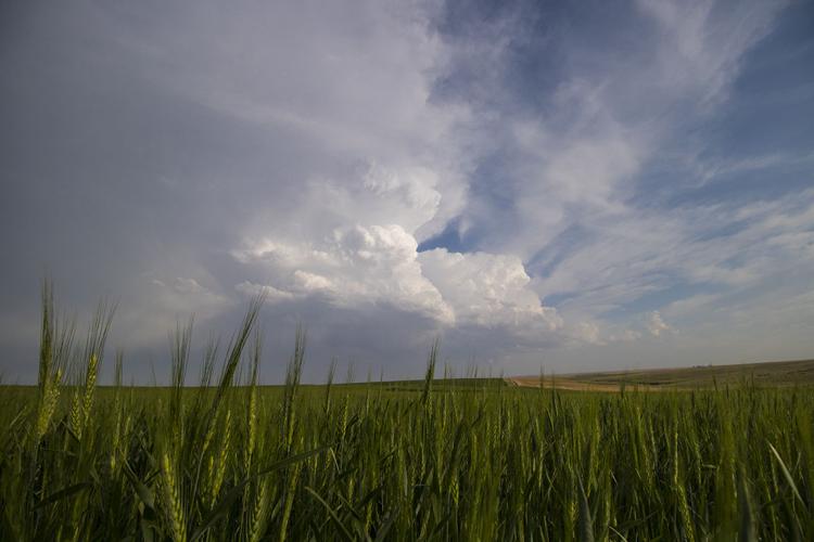 Kansas storm and wheat field