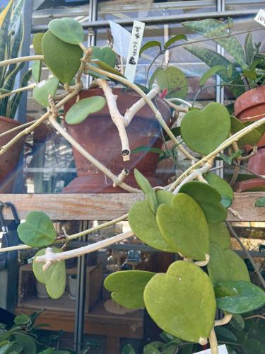 Gardening-Succulents-sweetheart plant