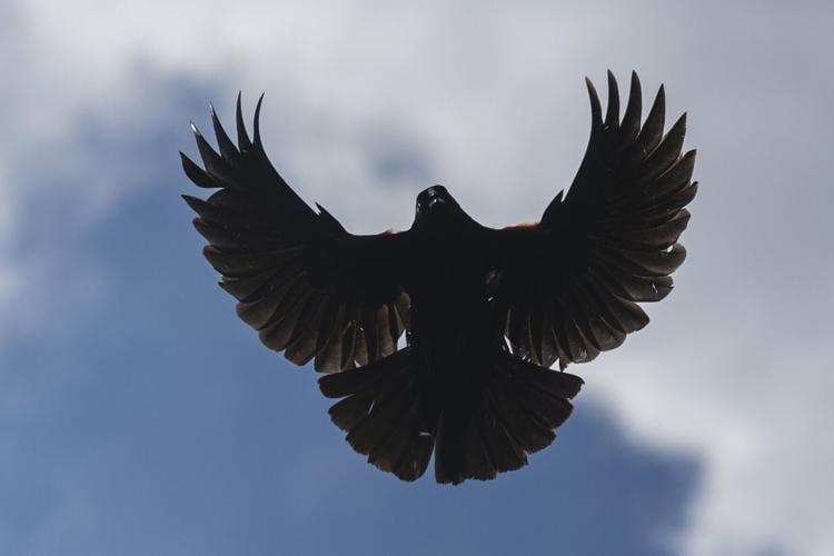 Winged Menace