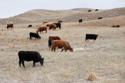 042426-owh-new-beef-nf-01 (copy)
