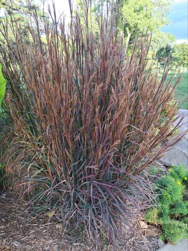 Blackhawks blue stem