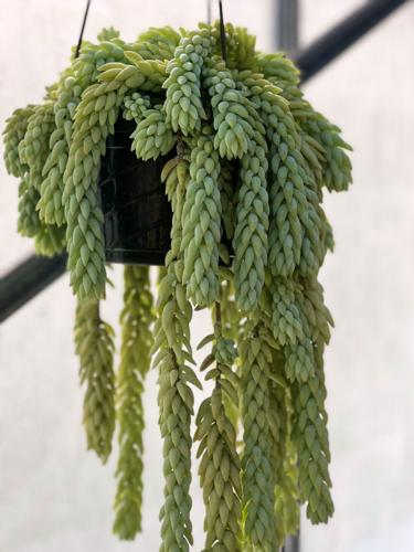 Gardening-Succulents-burro’s tail plant