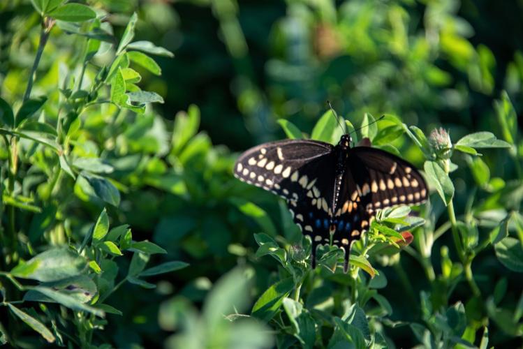 Swallowtail on clover