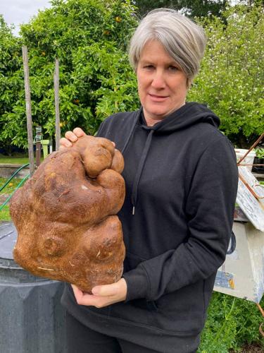 New Zealand No Potato