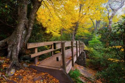 Autumn foliage in the Blue Ridge Mountains of North Carolina.