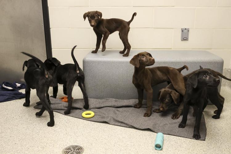 puppies-10