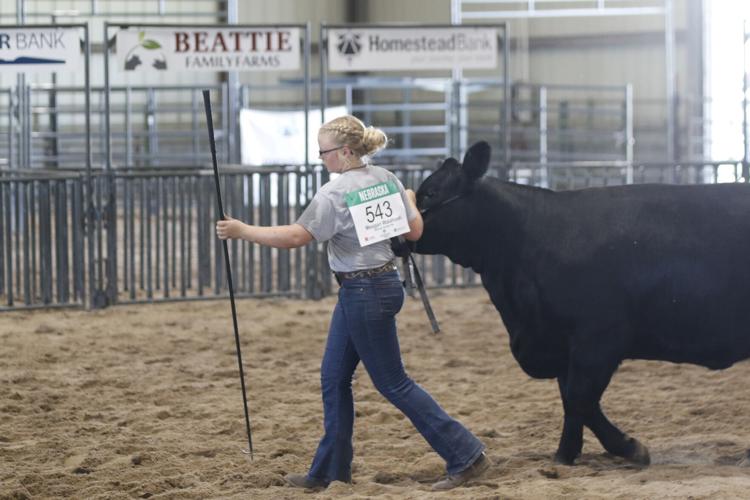 Megan Walahoski market heifer class