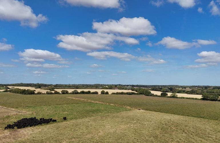 British farmer herds his Aberdeen Angus cows through a green pasture after using regenerative practices to resist drought conditions