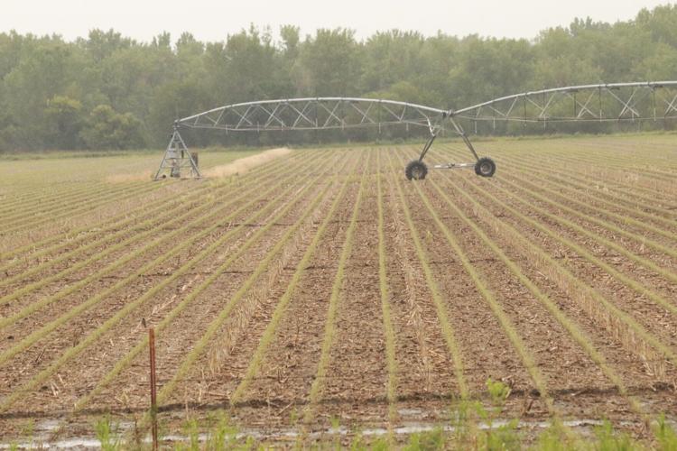 Producers weigh options following devastating hailstorm