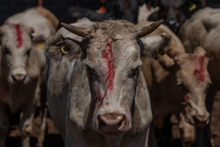 A cow is marked with red paint after a Mexican veterinarian determined it did not meet export requirements during an inspection at the Unión Ganadera Regional de Sonora export facility in Agua Prieta, Sonora, on Aug. 24, 2026. Cattle that fail health and