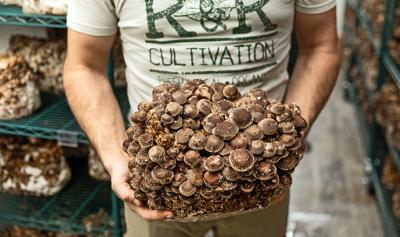 R&R Cultivation’s sustainable approach to mushroom farming