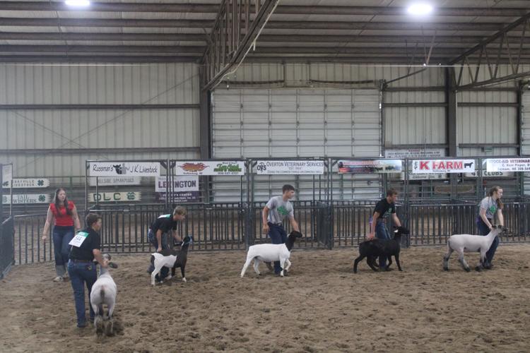 Sheep Show