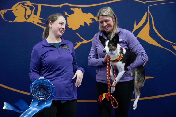 Westminster Dog Show