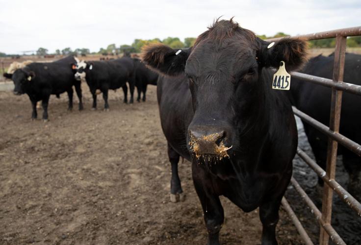 102421-owh-new-beef-em11 (web)