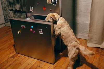 How long does fresh dog food last in the fridge?