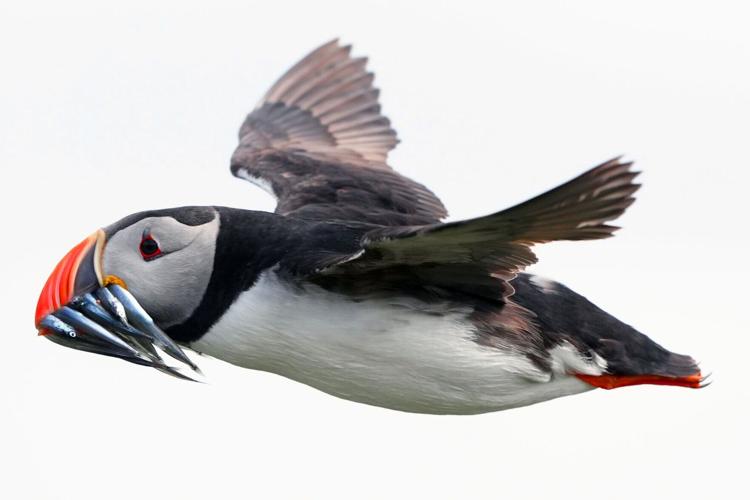 Puffins sit on the mouth of a waterfall on the Faroese island of Vagar.
