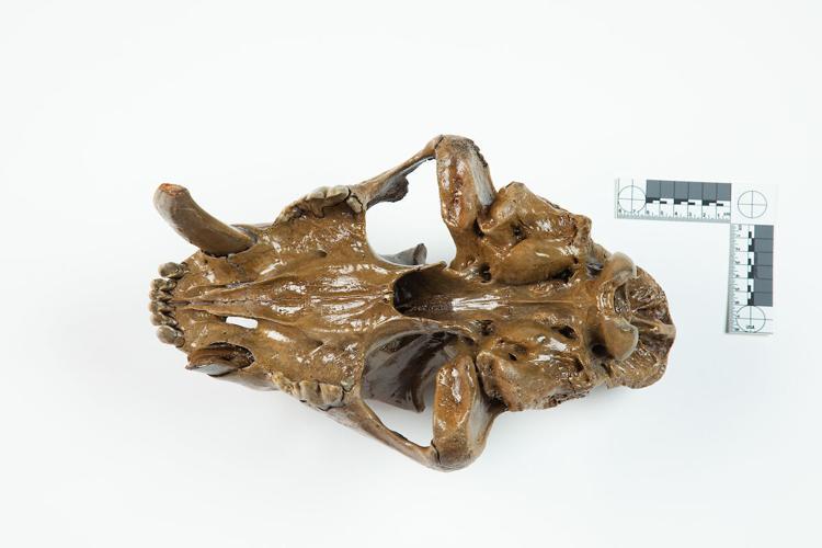 Rare discovery of sabertooth cat skull in southwest Iowa