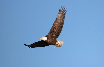 Bald Eagle in flight
