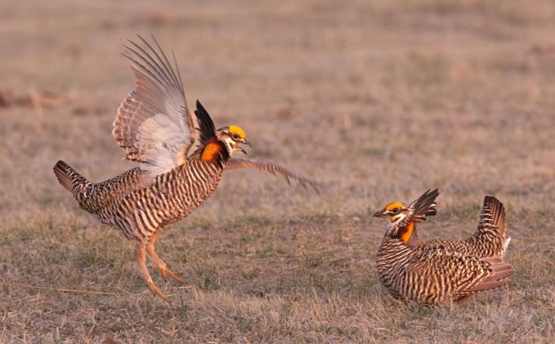 Greater prairie chicken