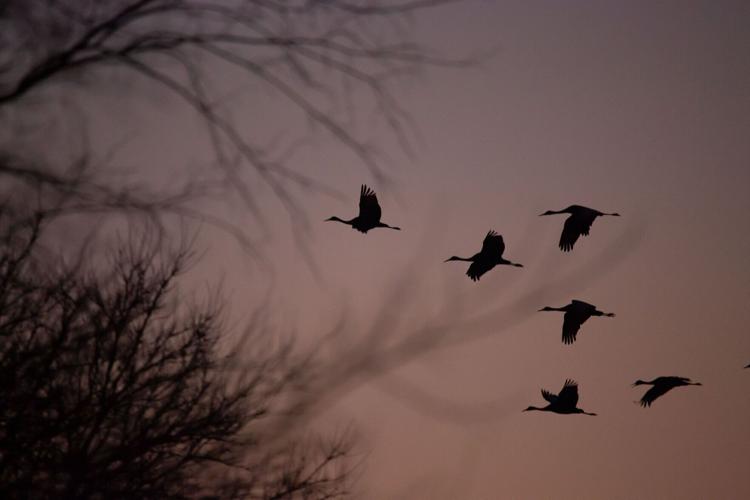 022022-owh-new-sandhillcranes-p3