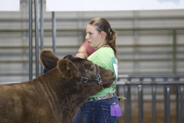 Gabby Caraway market heifer class