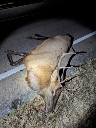 Elk.jpeg